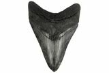 Serrated, 3.95" Fossil Megalodon Tooth - South Carolina - #131811-1